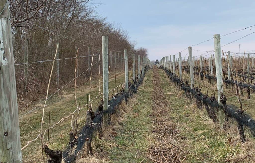 image of grape vines prepped for spring growth